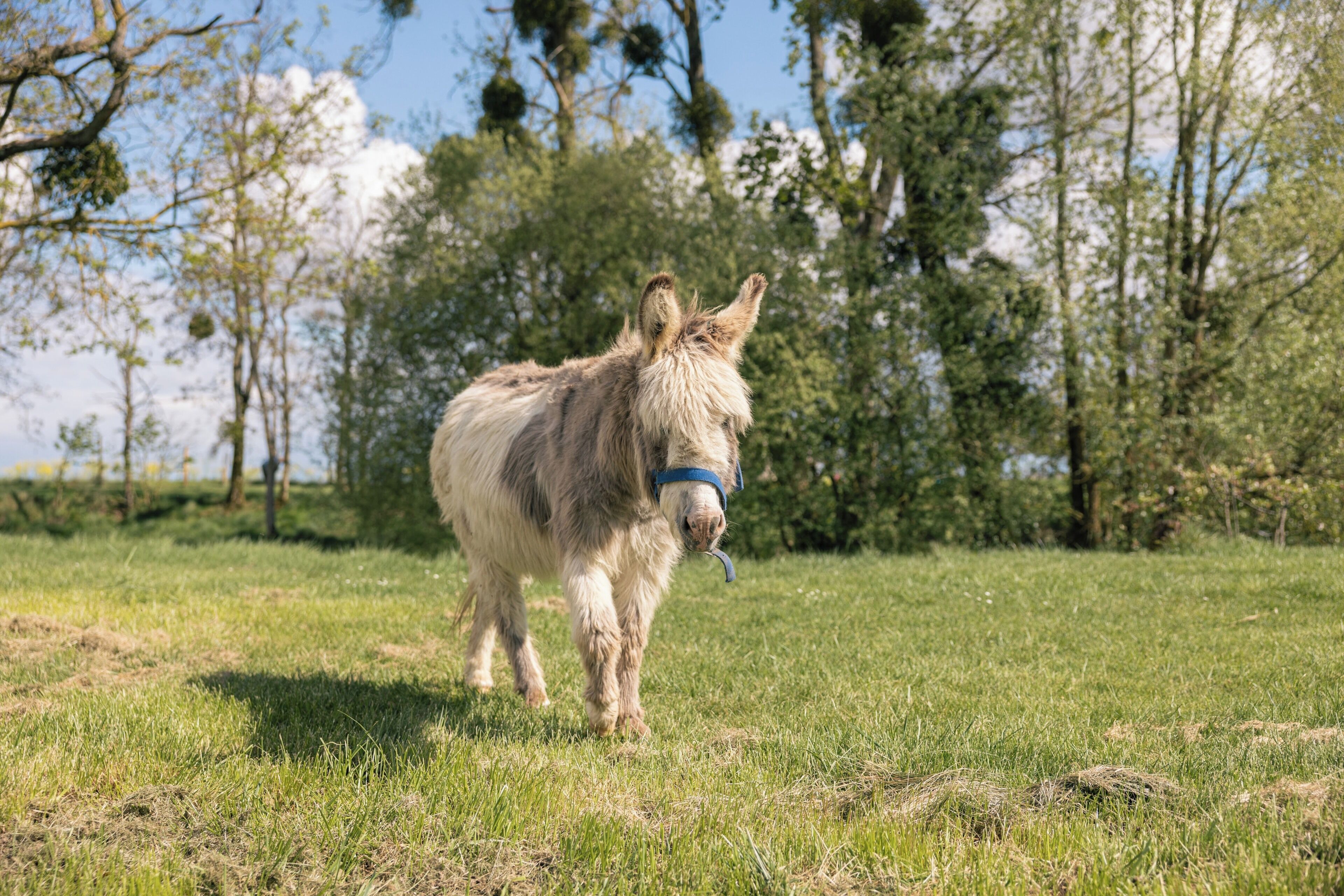 Een ezel in een begrazend grasveld met bomen op de achtergrond.
