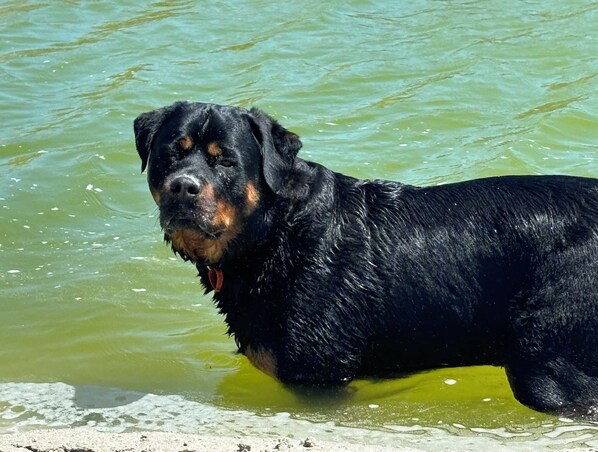 A black dog standing in water.