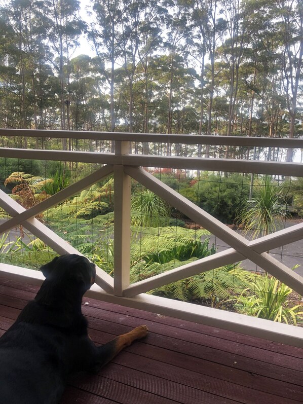 A dog on a wooden deck with a view of a garden and trees.