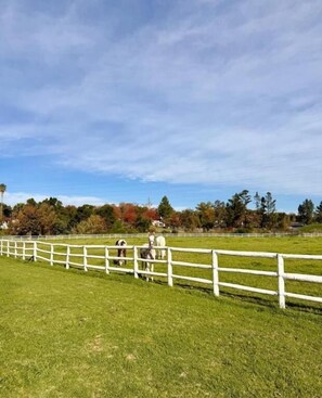Een omheind veld met paarden.