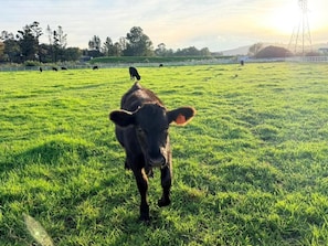 Eine Kuh auf einer Wiese, im Hintergrund ein Zaun.