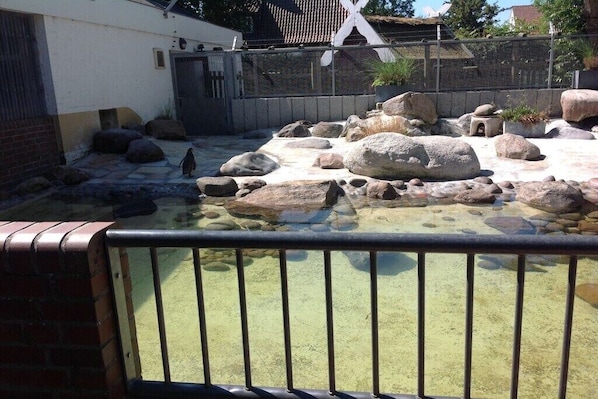A zoo enclosure with rocks and a water feature, surrounded by a fence. - Holiday apartment with 1 bedroom (Cuxhaven-Döse)