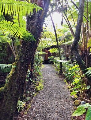 A gravel path leading to a wooden structure surrounded by dense ferns and trees. - The Pacifica Inn (Volcano)