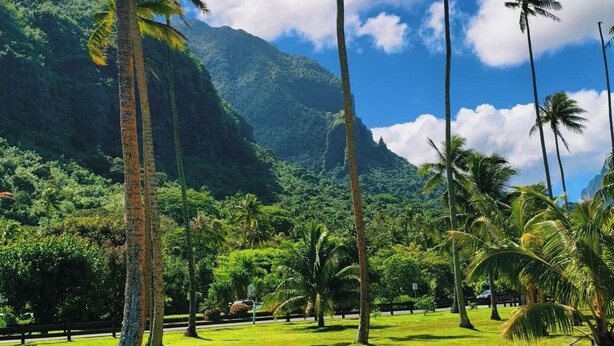 A tropical landscape with palm trees and a mountain in the background.