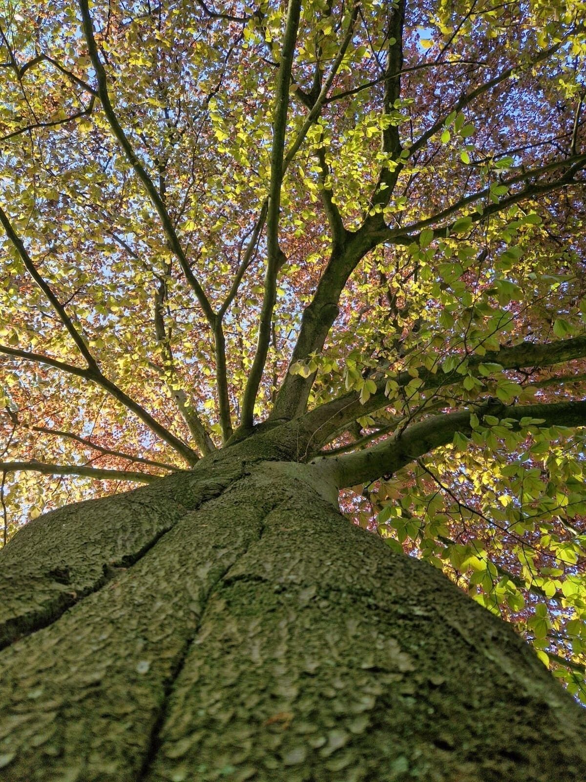 A tree trunk with a view of its branches and leaves.