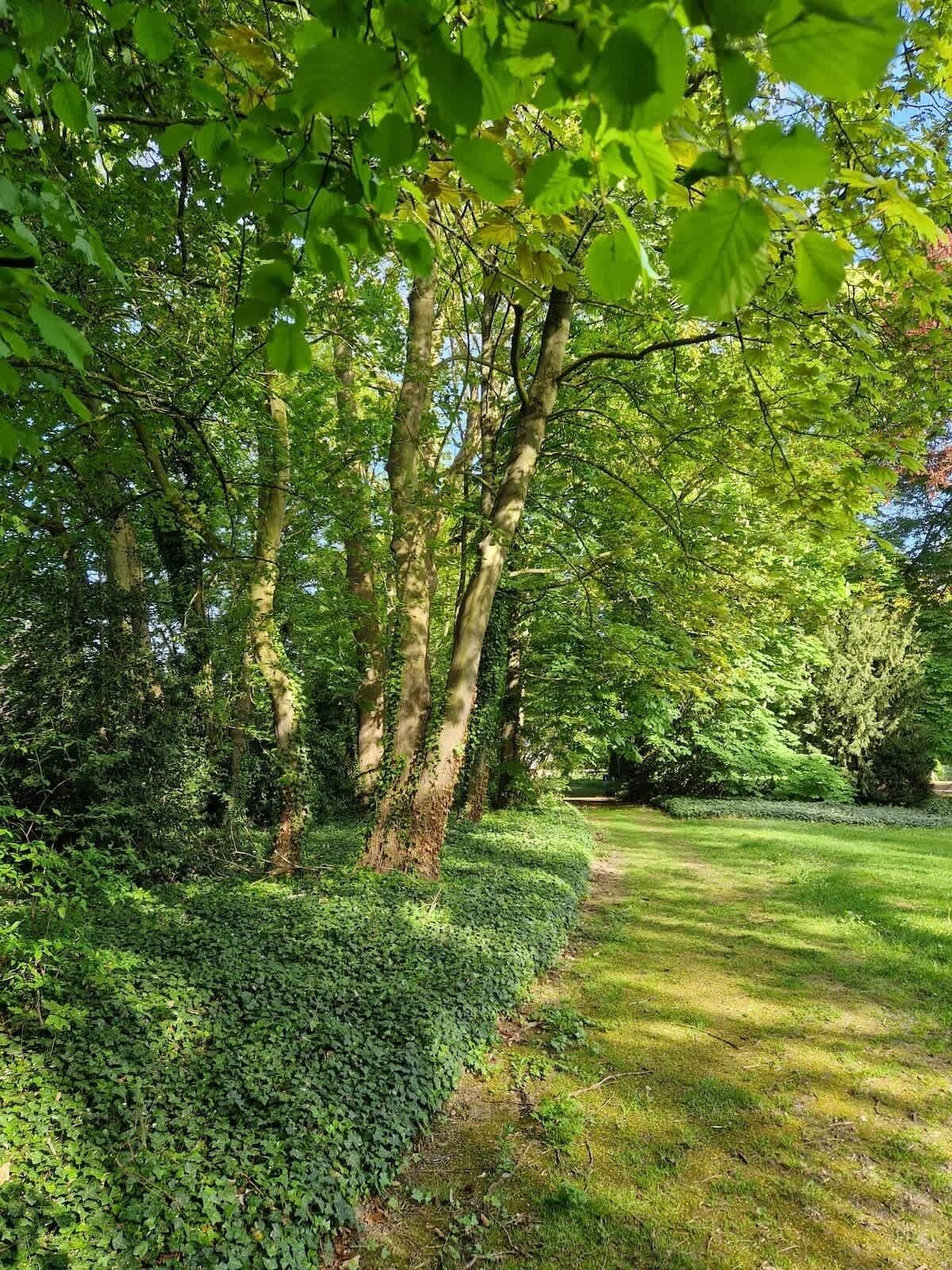 A lush garden with tall trees, a grassy path, and dense shrubbery.