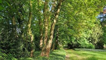 A lush garden with tall trees, a grassy path, and dense shrubbery.