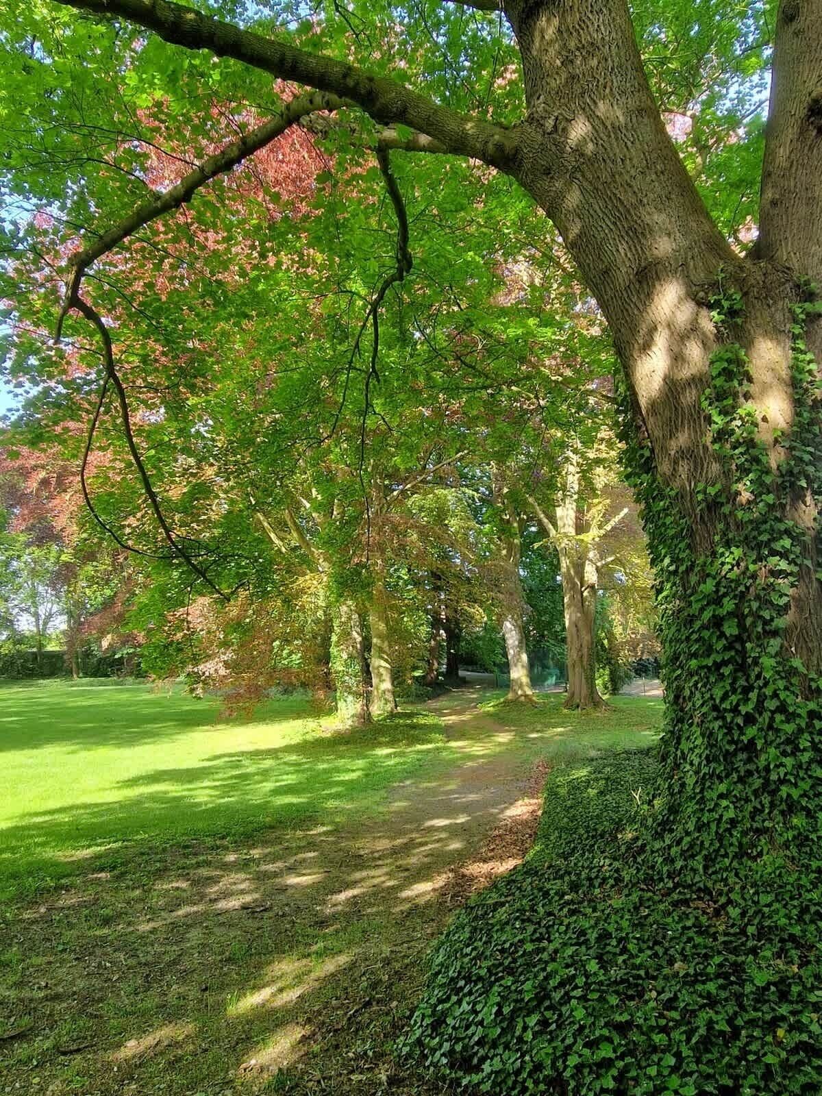 Een park met een pad omzoomd door bomen, een gazon en een haag.
