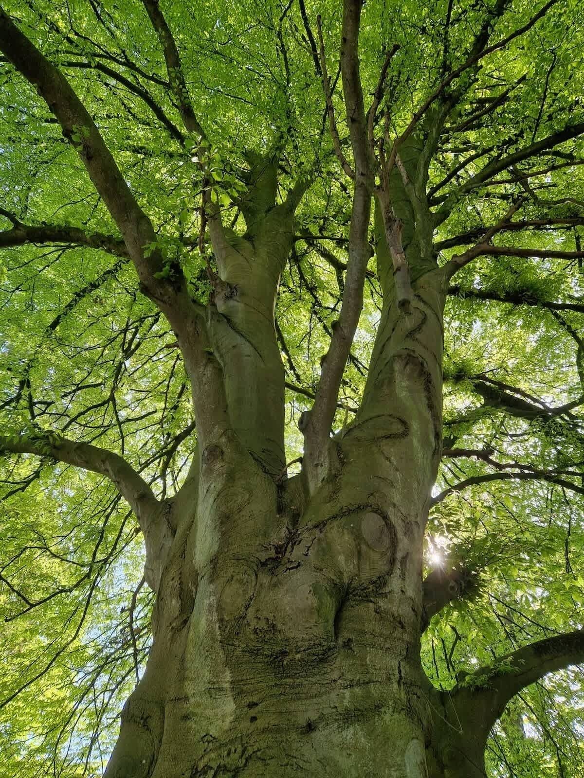 A large tree with a thick trunk and extensive branches.