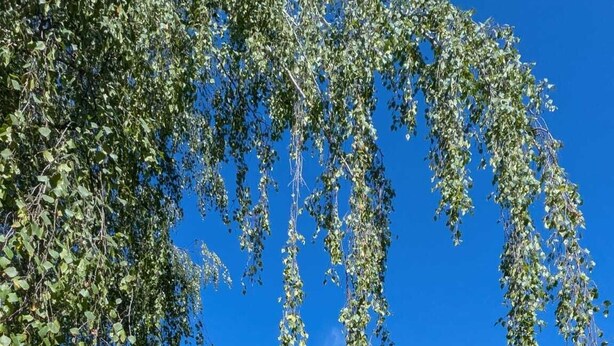 En person som kopplar av i en hängmatta med utsikt över en innergård, hus och en klar, blå himmel.