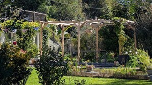 En have med pergola, sti og forskellige planter.