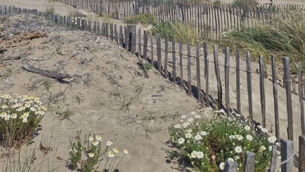 Una playa arenosa con una cerca de madera, vegetación y un cielo azul despejado.