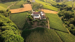 Vista aèria d'una vinya amb fileres de ceps, un edifici central amb teulada vermella i vegetació als voltants.