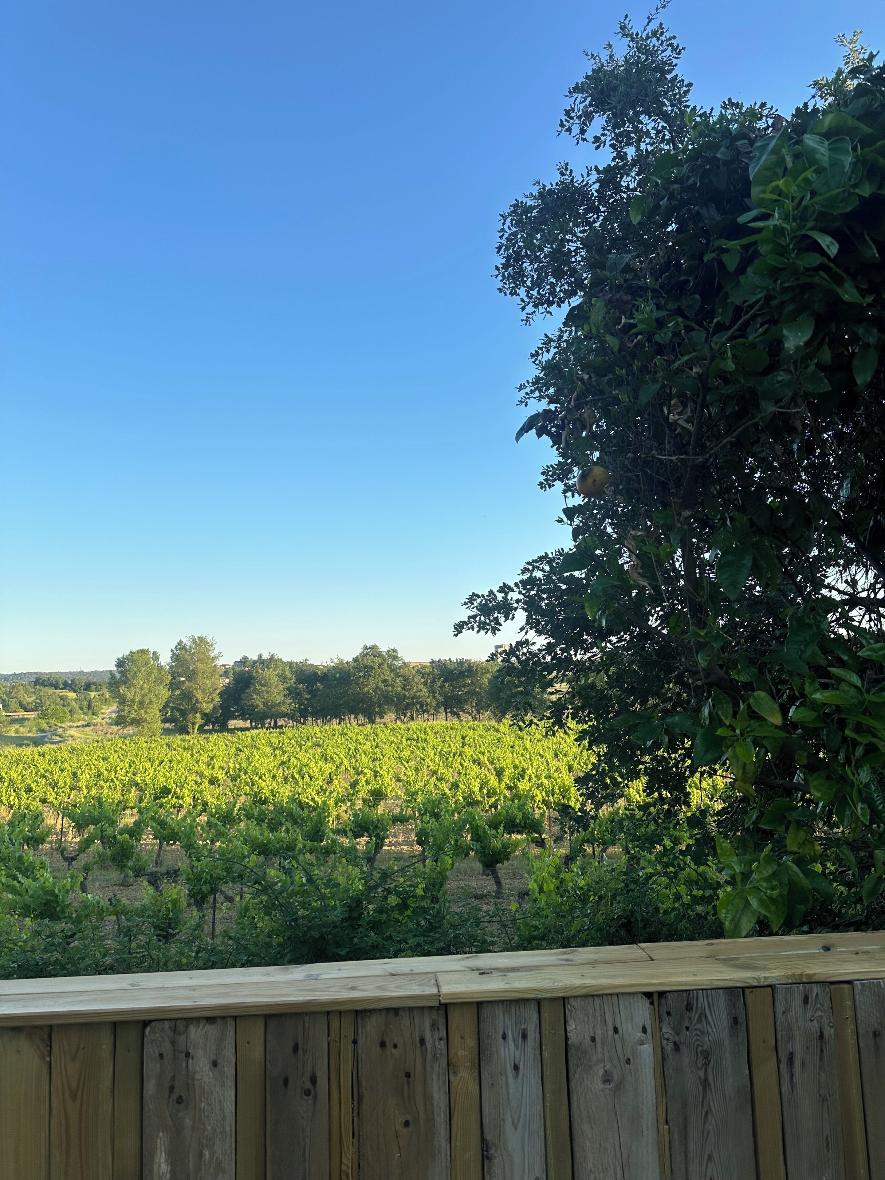 A vineyard with rows of grapevines and a wooden fence in the foreground.