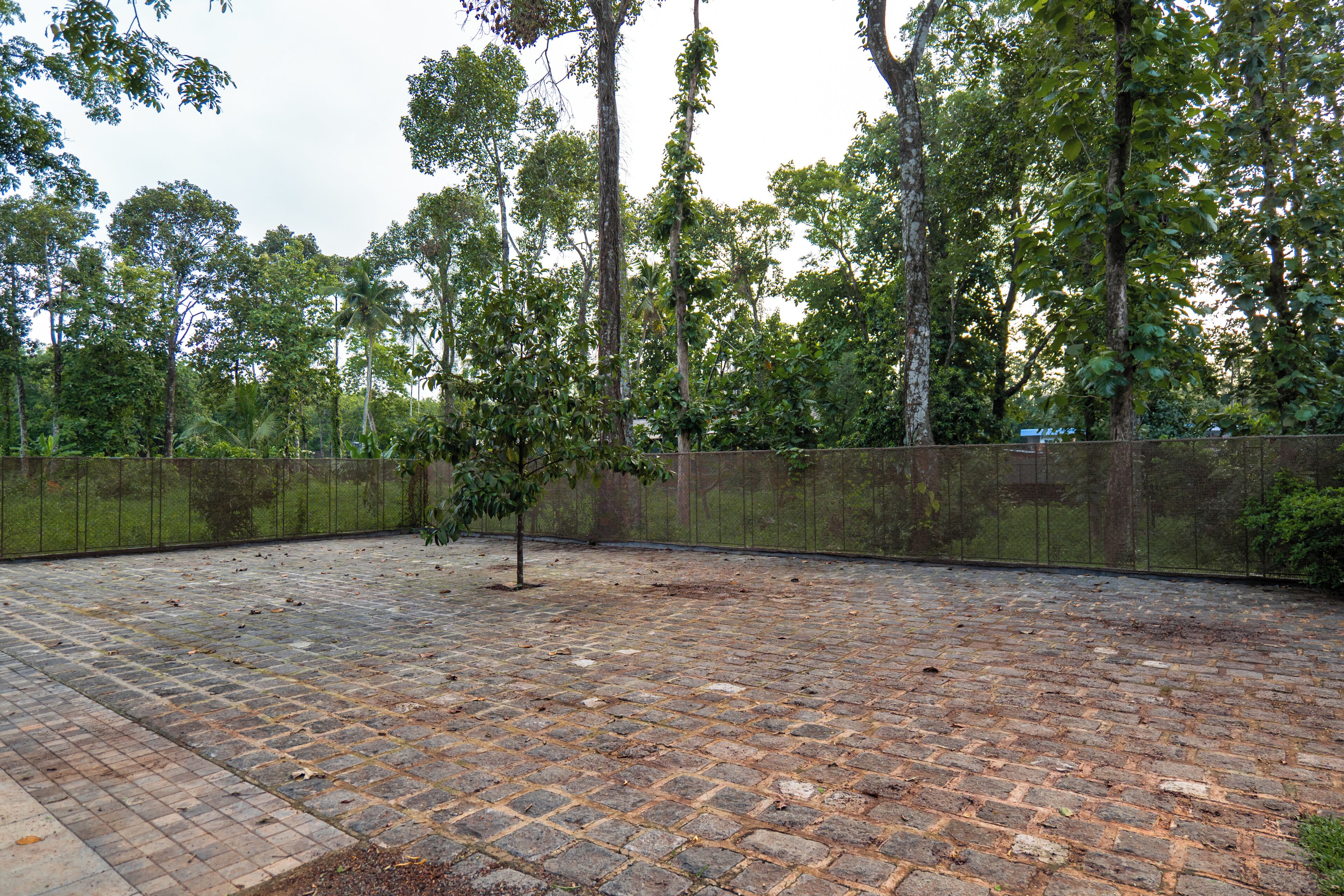A paved courtyard with a small tree, surrounded by a high fence and dense foliage.