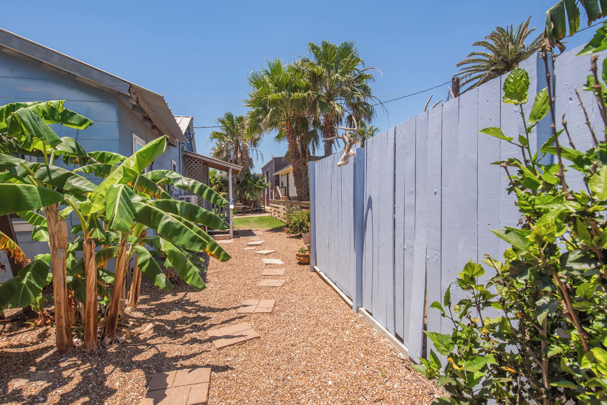 A pathway leading to a house with a blue fence, palm trees, and a banana plant.