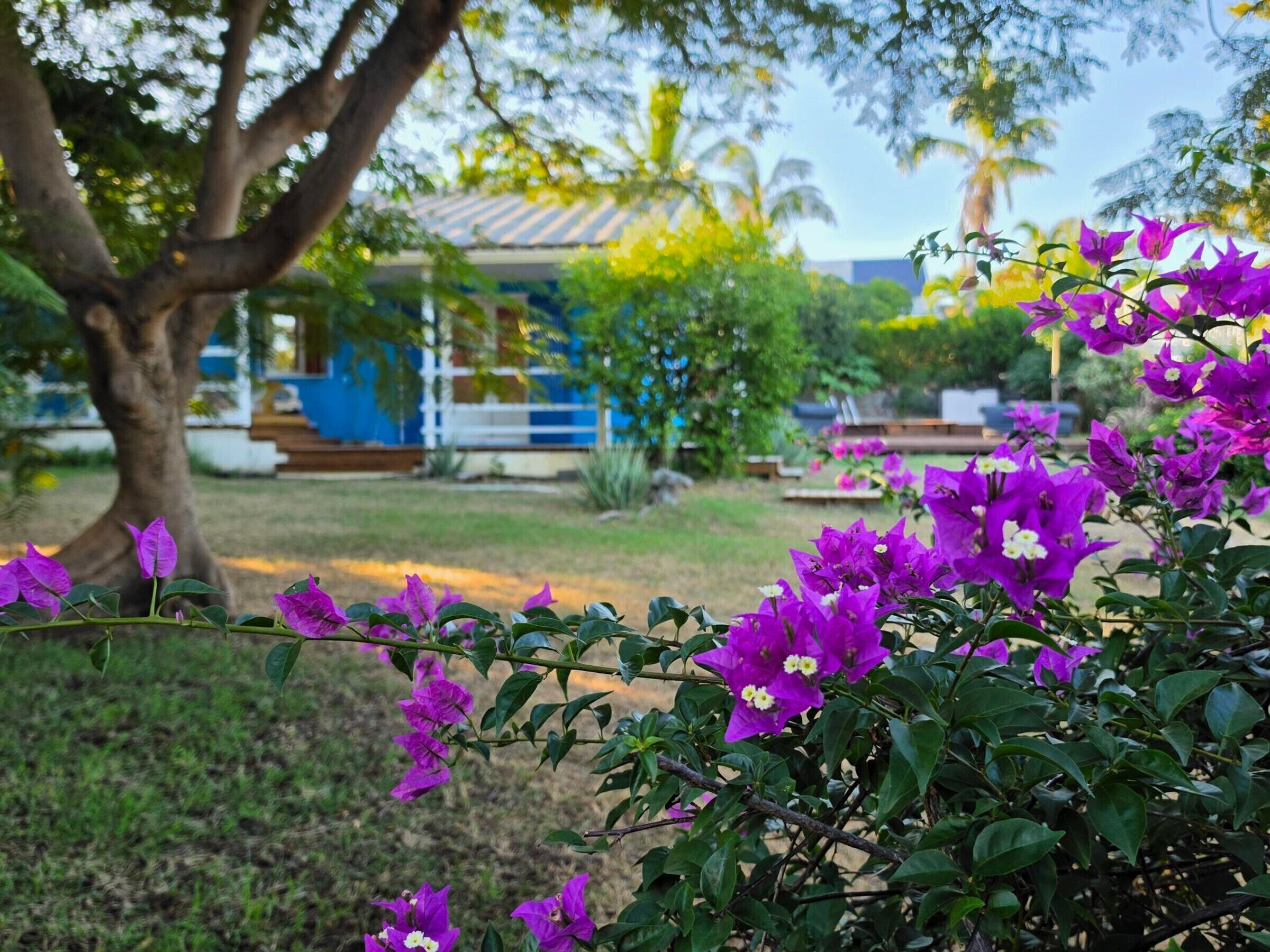 A garden with purple flowers, a tree, and a building with a blue roof.