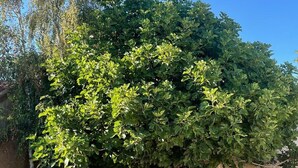 Ein gepflasterter Bereich mit einem großen Baum und einer Mauer.