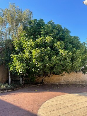 A paved area with a large tree and a wall. - Gîte Le Clocher du Layon (Nueil Sur Layon)