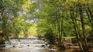 Une cascade située dans une zone boisée, avec un ruisseau aux eaux claires.