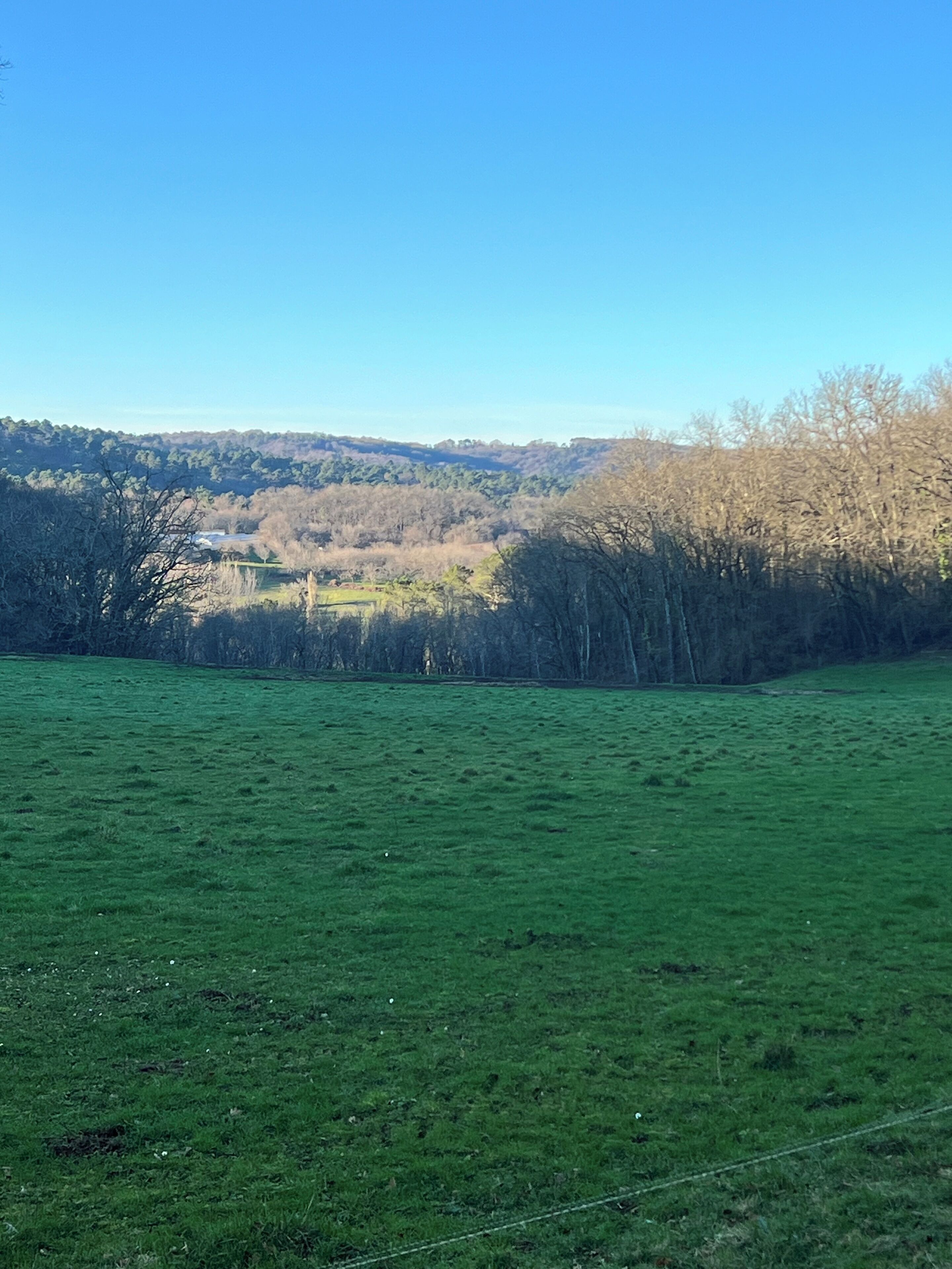 Un campo verde con una fila de árboles al fondo.