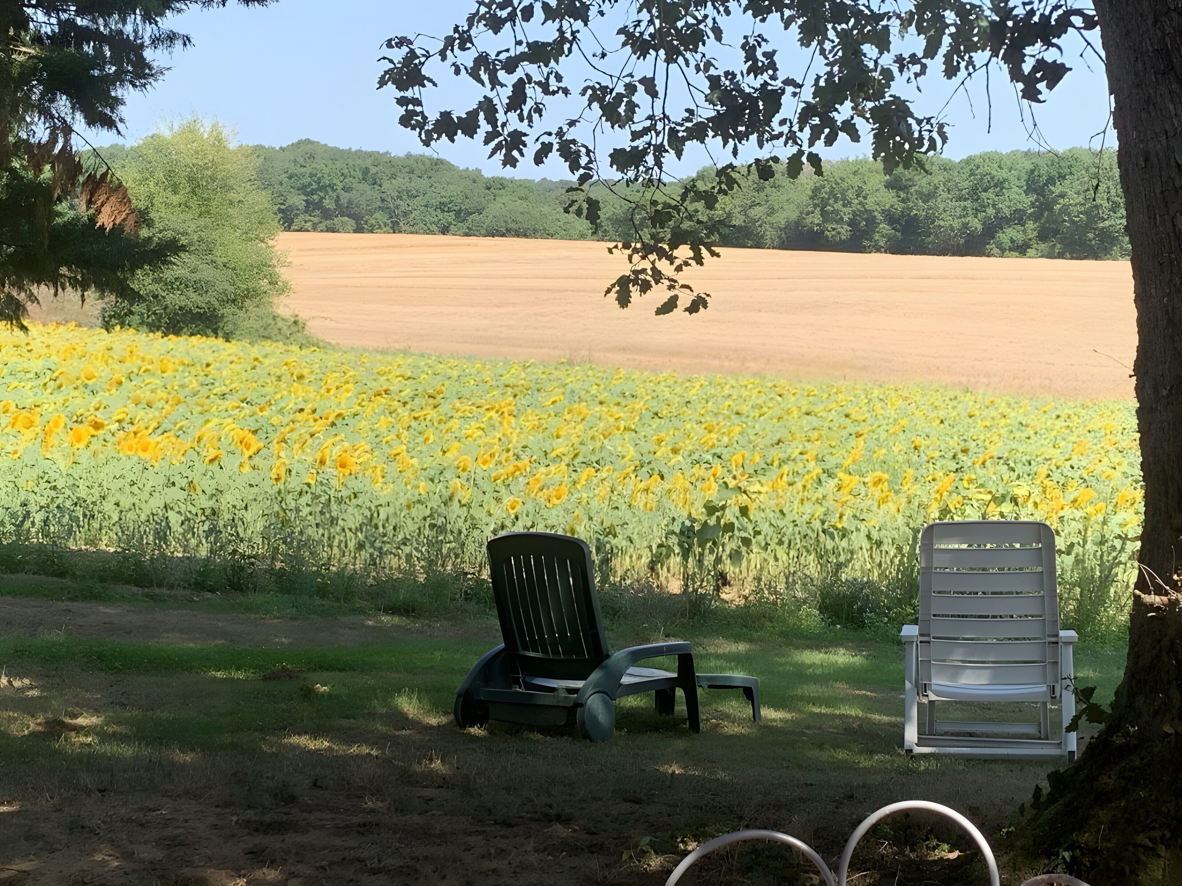 A field of yellow flowers, two chairs, and a tree in a rural setting.