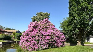 A garden with a pond, two black chairs, and a large tree with pink flowers. - Coastal Bliss Holiday Home on the Großer Meer in East Frisia (Südbrookmerland)