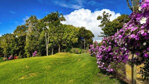 Paisagem gramada com árvores e flores roxas.