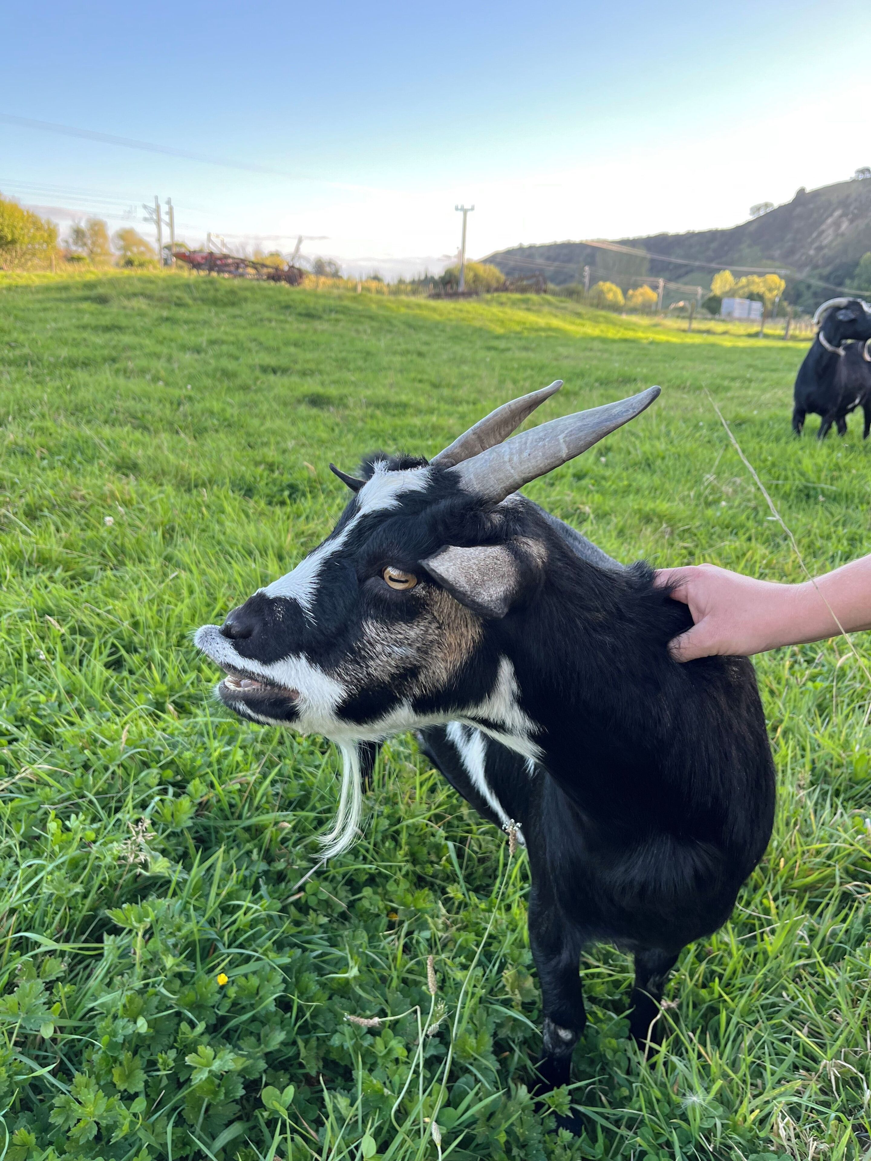 A goat in a grassy field with a person petting it.