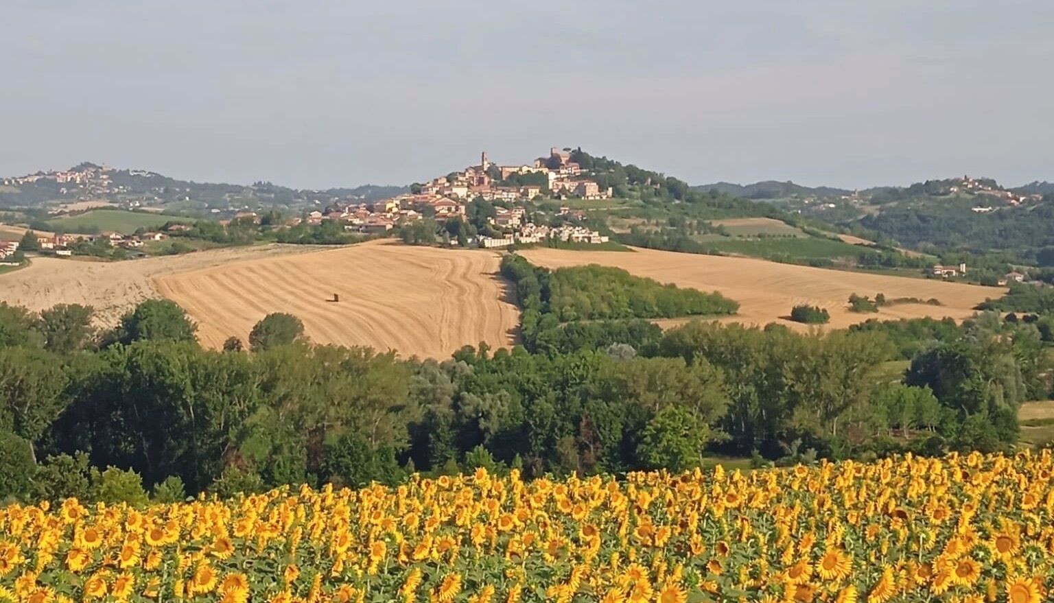 A rural landscape with a sunflower field in the foreground, rolling hills, and a small village with buildings on a hill in the background.