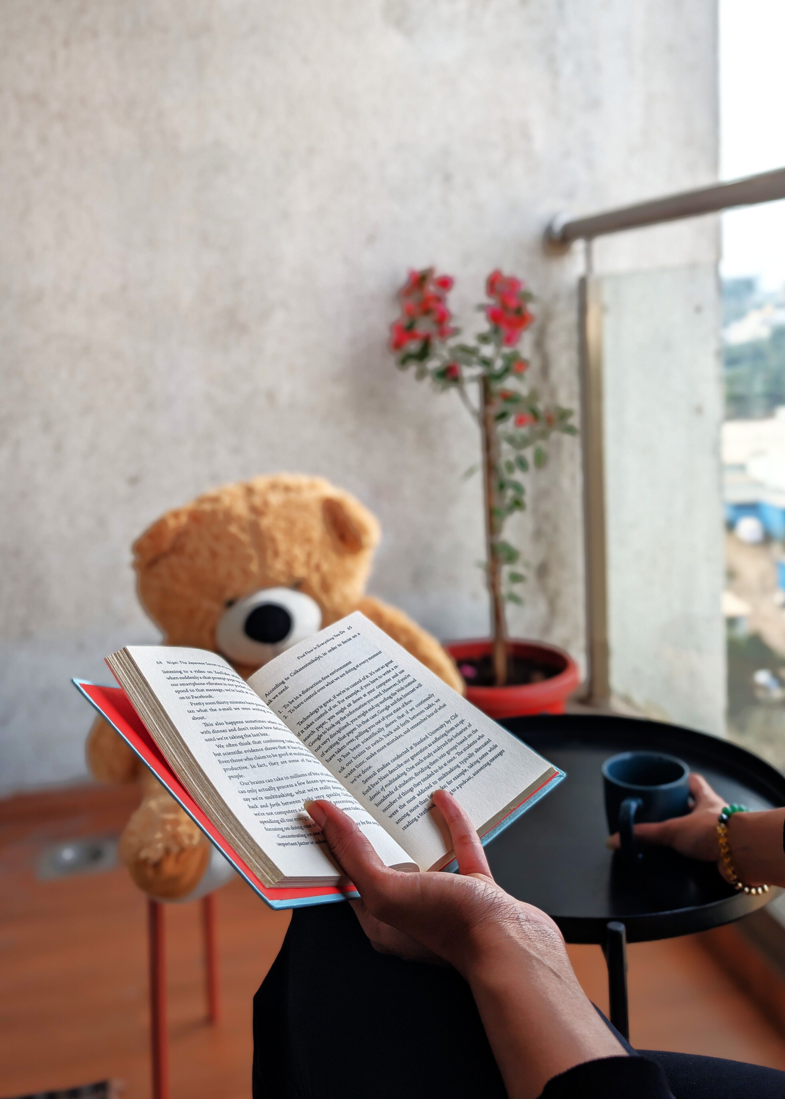 Una persona sosté un llibre obert, un os de peluix i una planta en test.