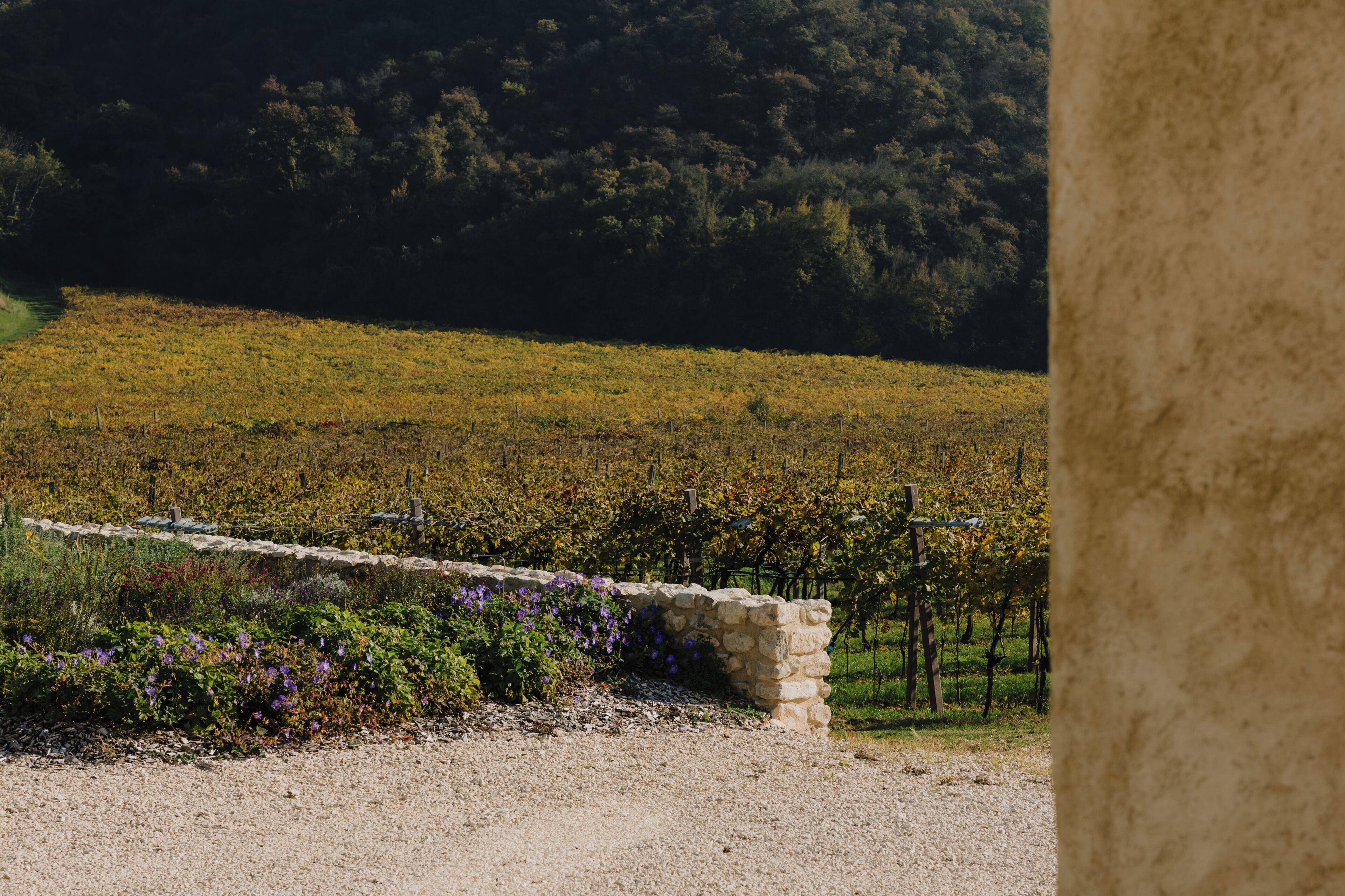 A vineyard with a stone wall and a gravel path.