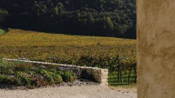A vineyard with a stone wall and a gravel path.