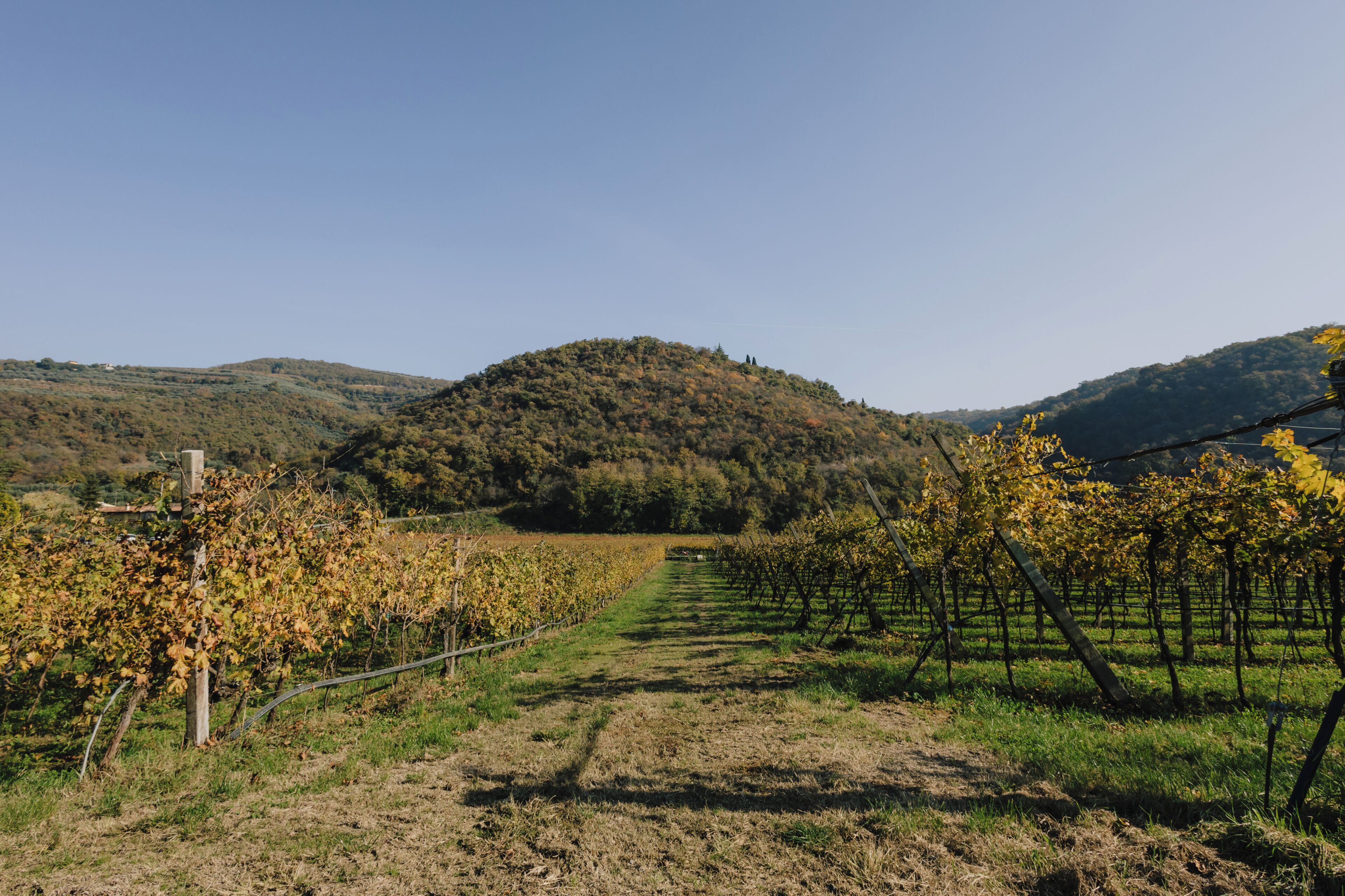 A vineyard with rows of grapevines, a dirt path, and hills in the background.
