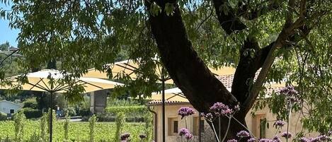 Vista al jardín