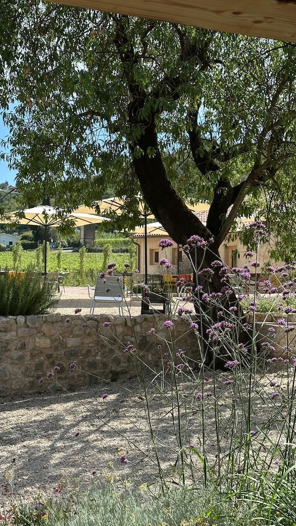A tree with purple flowers in a garden area with outdoor seating.