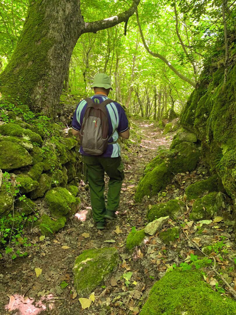 A person hiking on a moss-covered forest trail.