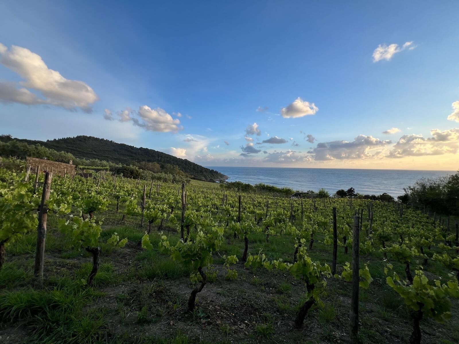 A vineyard with rows of grapevines and a view of the sea.
