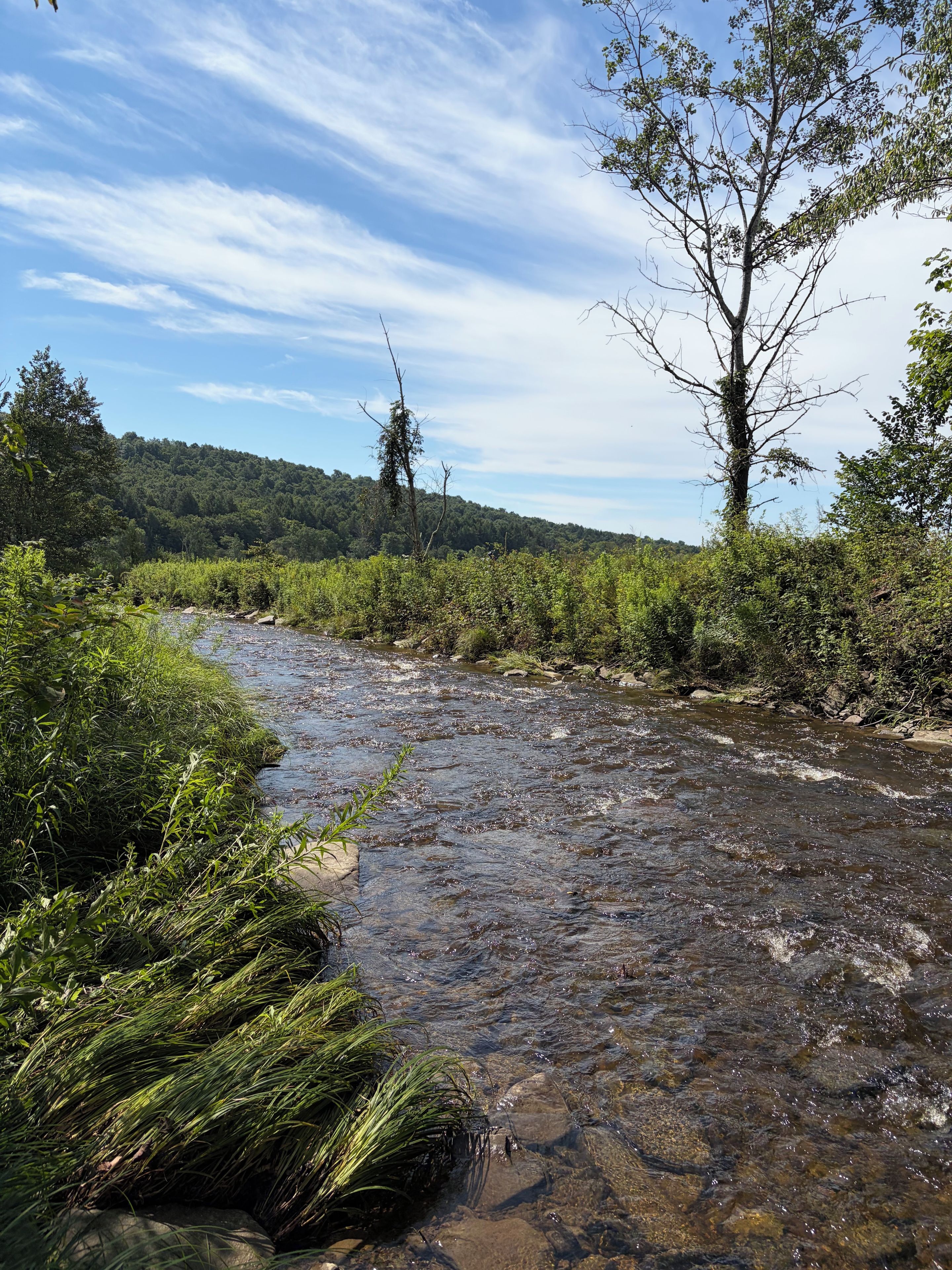 A river flowing through a forested area with a clear sky above.