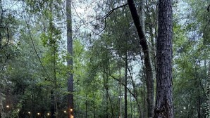 Metsäinen alue, jossa on puinen piknikpöytä ja pieni puinen rakennelma, mahdollisesti takka tai lämmitin, ja kaikkialla puita.