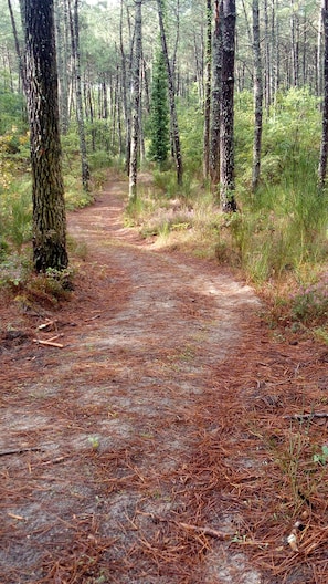 Ein Waldweg mit Kiefernnadeln, umgeben von hohen Bäumen.