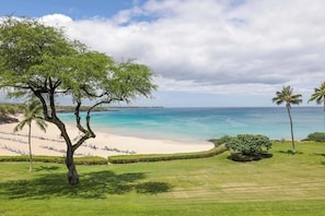 Blick auf einen Strand mit einer Rasenfläche, einem Baum und blauem Himmel.