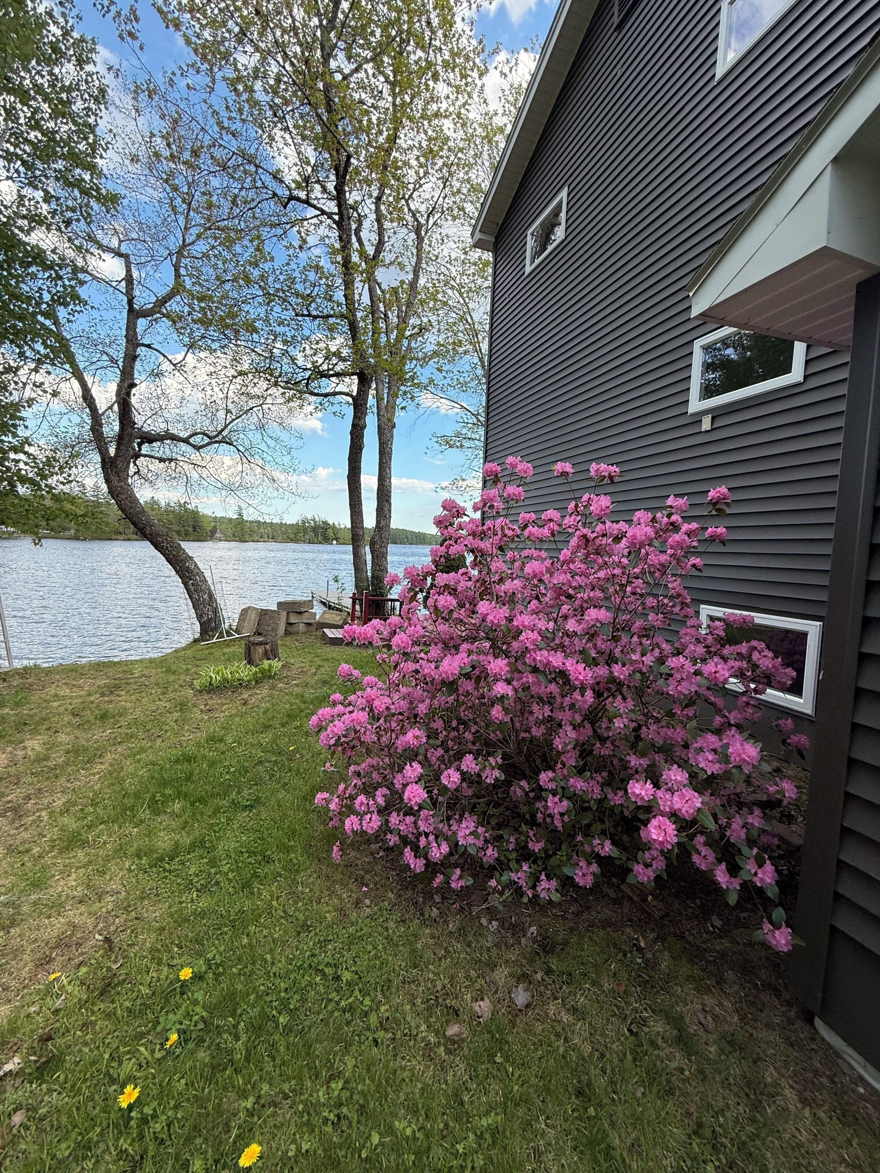 A house with a view of a lake, a pink flowering bush, and a grassy lawn.