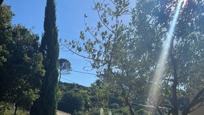 Un espace aménagé au bord de la piscine, avec des chaises longues, une piscine et un arbre.