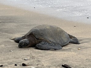 A sea turtle on a sandy beach. - OCEAN FRONT CONDO, Lahaina Shores Beach Resort, Maui, Hawaii
Spectacular view (Lahaina)
