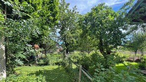 A garden with dense foliage, a wooden fence, and a clear sky.
