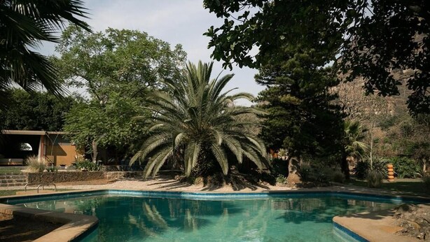 A swimming pool with a palm tree in the center, surrounded by greenery and a stone wall.