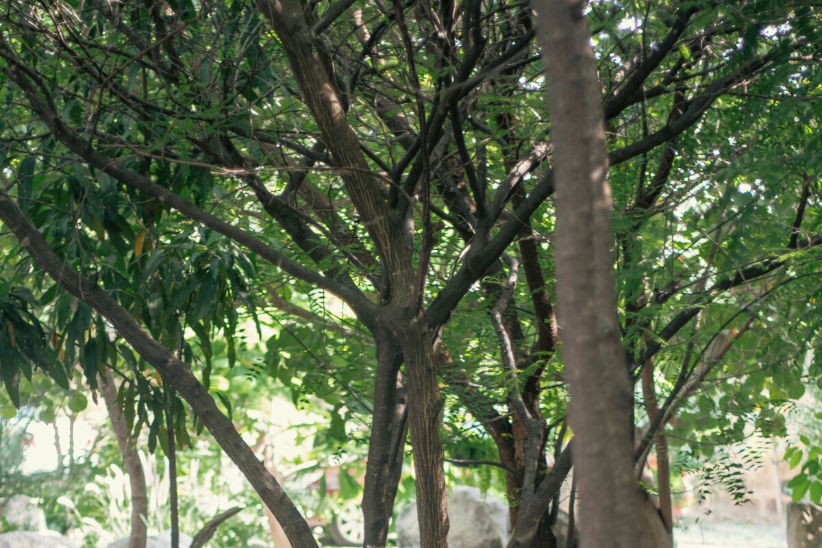 An outdoor seating area with metal chairs and a table, surrounded by trees and rocks.