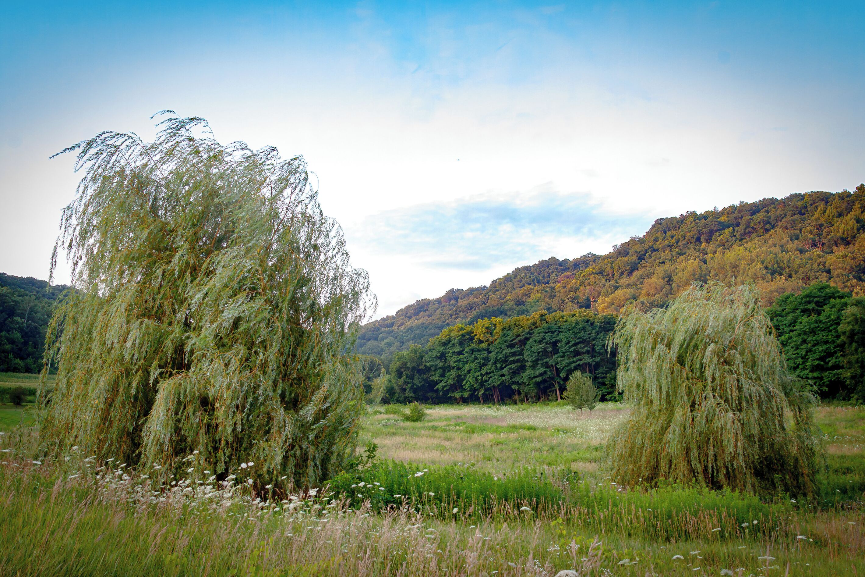 A natural landscape with willow trees and a forested hill in the background.