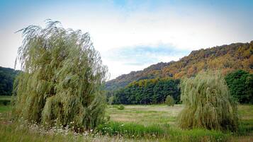 A natural landscape with willow trees and a forested hill in the background.